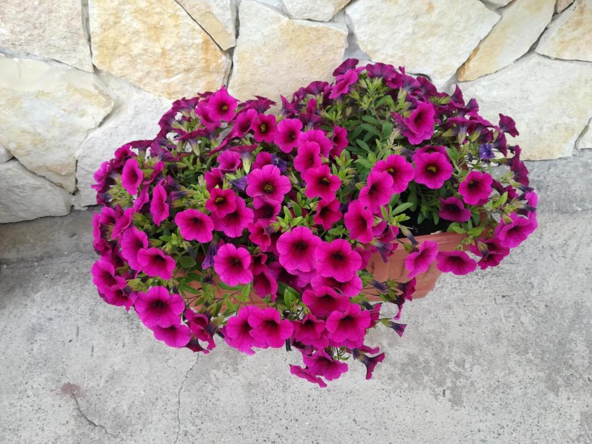 Apartment Casa Valcanover